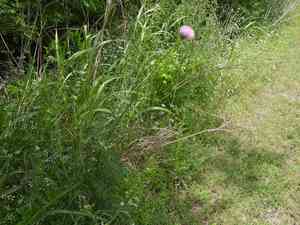 Engelmann's thistle(Cirsium engelmannii)