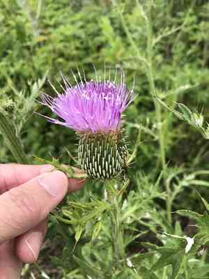 Engelmann's thistle(Cirsium engelmannii)