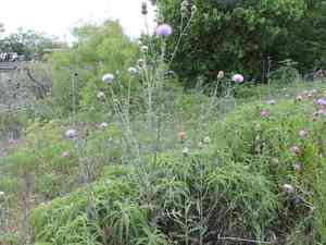 Engelmann's thistle(Cirsium engelmannii)