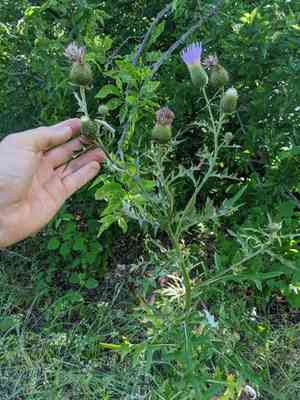 Engelmann's thistle(Cirsium engelmannii)