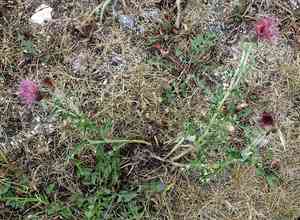 Flodman's thistle(Cirsium flodmanii)