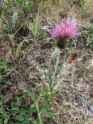 Flodman's thistle(Cirsium flodmanii)