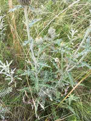Flodman's thistle(Cirsium flodmanii)