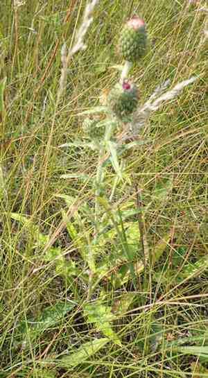 Flodman's thistle(Cirsium flodmanii)
