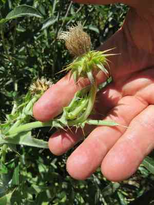 Fountain thistle(Cirsium fontinale)