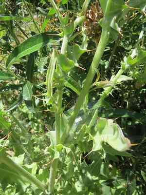 Fountain thistle(Cirsium fontinale)