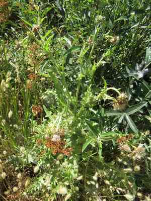 Fountain thistle(Cirsium fontinale)