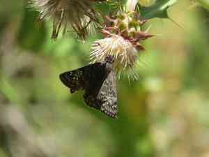 Fountain thistle(Cirsium fontinale)