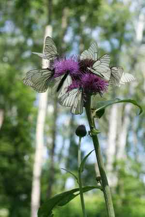Melancholy thistle(Cirsium heterophyllum)