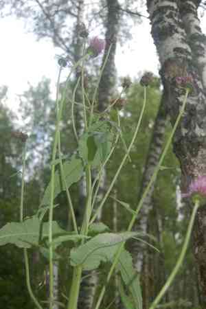 Melancholy thistle(Cirsium heterophyllum)