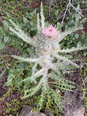 White thistle(Cirsium hookerianum)