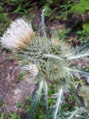 White thistle(Cirsium hookerianum)