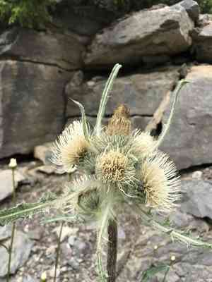 White thistle(Cirsium hookerianum)