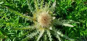 White thistle(Cirsium hookerianum)