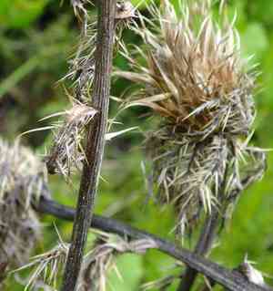 Yellow thistle(Cirsium horridulum)