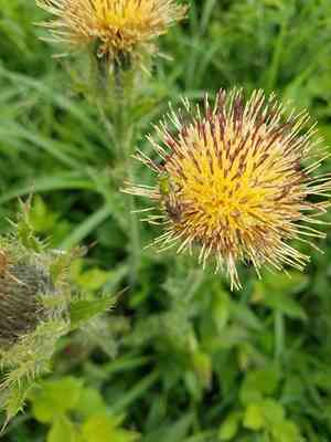 Yellow thistle(Cirsium horridulum)