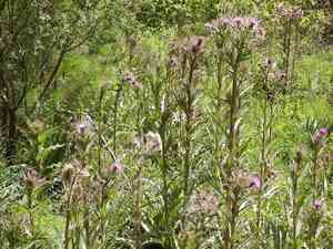 Yellow thistle(Cirsium horridulum)
