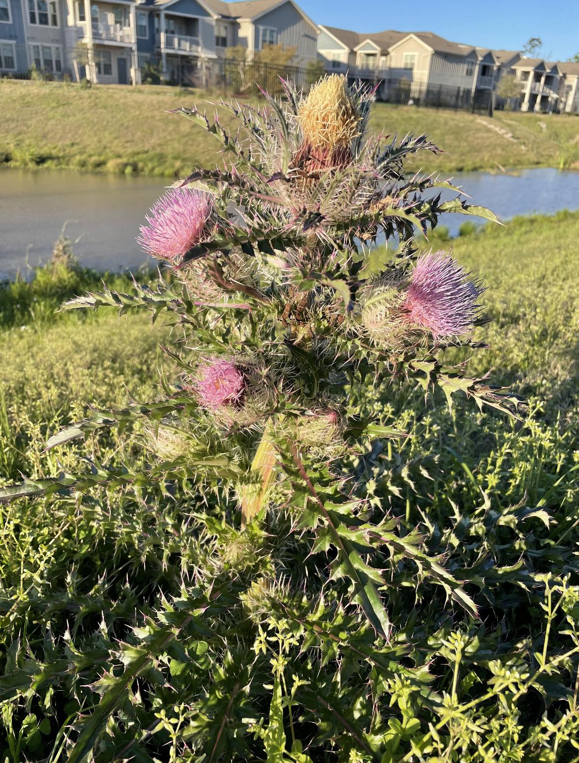 Yellow thistle