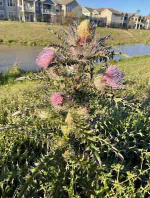 Yellow thistle(Cirsium horridulum)