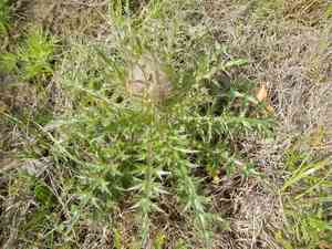 Yellow thistle(Cirsium horridulum)