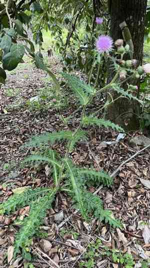 Japanese thistle(Cirsium japonicum)