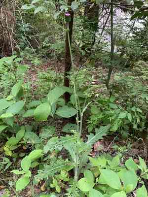 Japanese thistle(Cirsium japonicum)