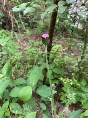 Japanese thistle(Cirsium japonicum)