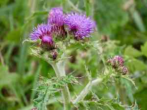 Japanese thistle(Cirsium japonicum)