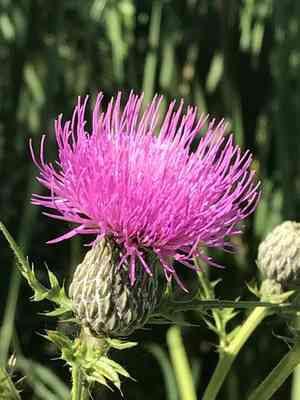 Swamp thistle(Cirsium muticum)