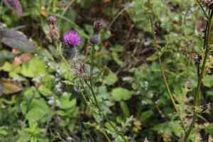 Swamp thistle(Cirsium muticum)