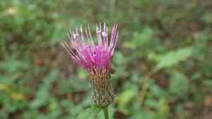 Swamp thistle(Cirsium muticum)