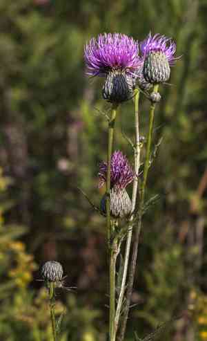 Swamp thistle(Cirsium muticum)