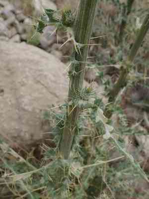 New mexico thistle(Cirsium neomexicanum)
