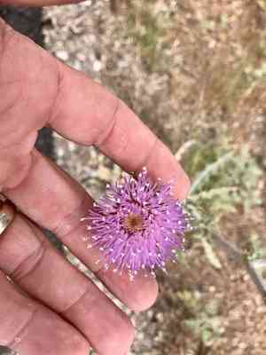 New mexico thistle(Cirsium neomexicanum)