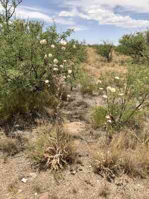 New mexico thistle(Cirsium neomexicanum)