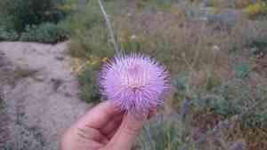 New mexico thistle(Cirsium neomexicanum)