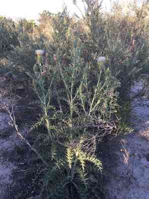 Yellow-spine thistle(Cirsium ochrocentrum)