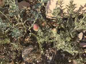 Yellow-spine thistle(Cirsium ochrocentrum)