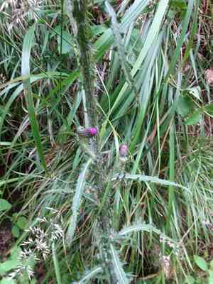 Marsh thistle(Cirsium palustre)