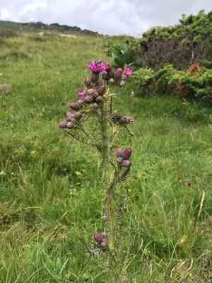 Marsh thistle(Cirsium palustre)