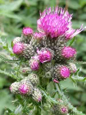 Marsh thistle(Cirsium palustre)