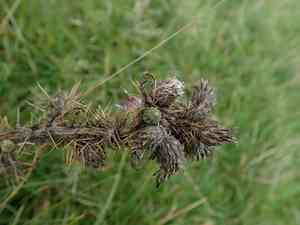 Marsh thistle(Cirsium palustre)