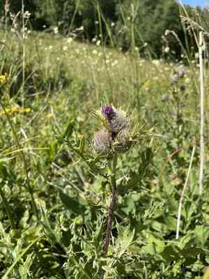 Cirsium pugnax(Cirsium pugnax)