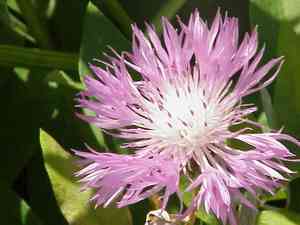 Cirsium pugnax(Cirsium pugnax)
