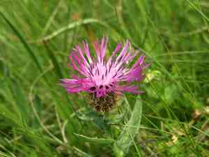 Cirsium pugnax(Cirsium pugnax)