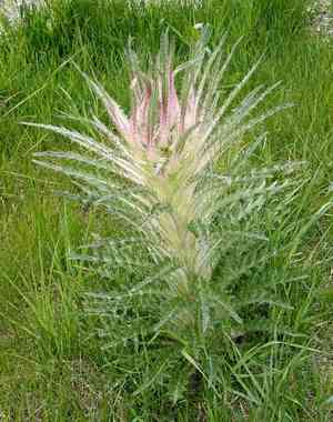 Meadow thistle(Cirsium scariosum)