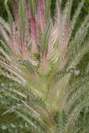 Meadow thistle(Cirsium scariosum)
