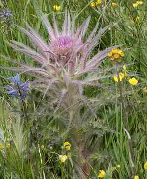Meadow thistle(Cirsium scariosum)
