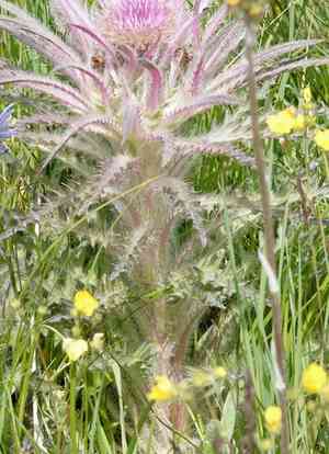 Meadow thistle(Cirsium scariosum)