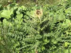 Thorny thistle(Cirsium spinosissimum)